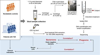 Enteric Phageome Alterations in Patients With Type 2 Diabetes